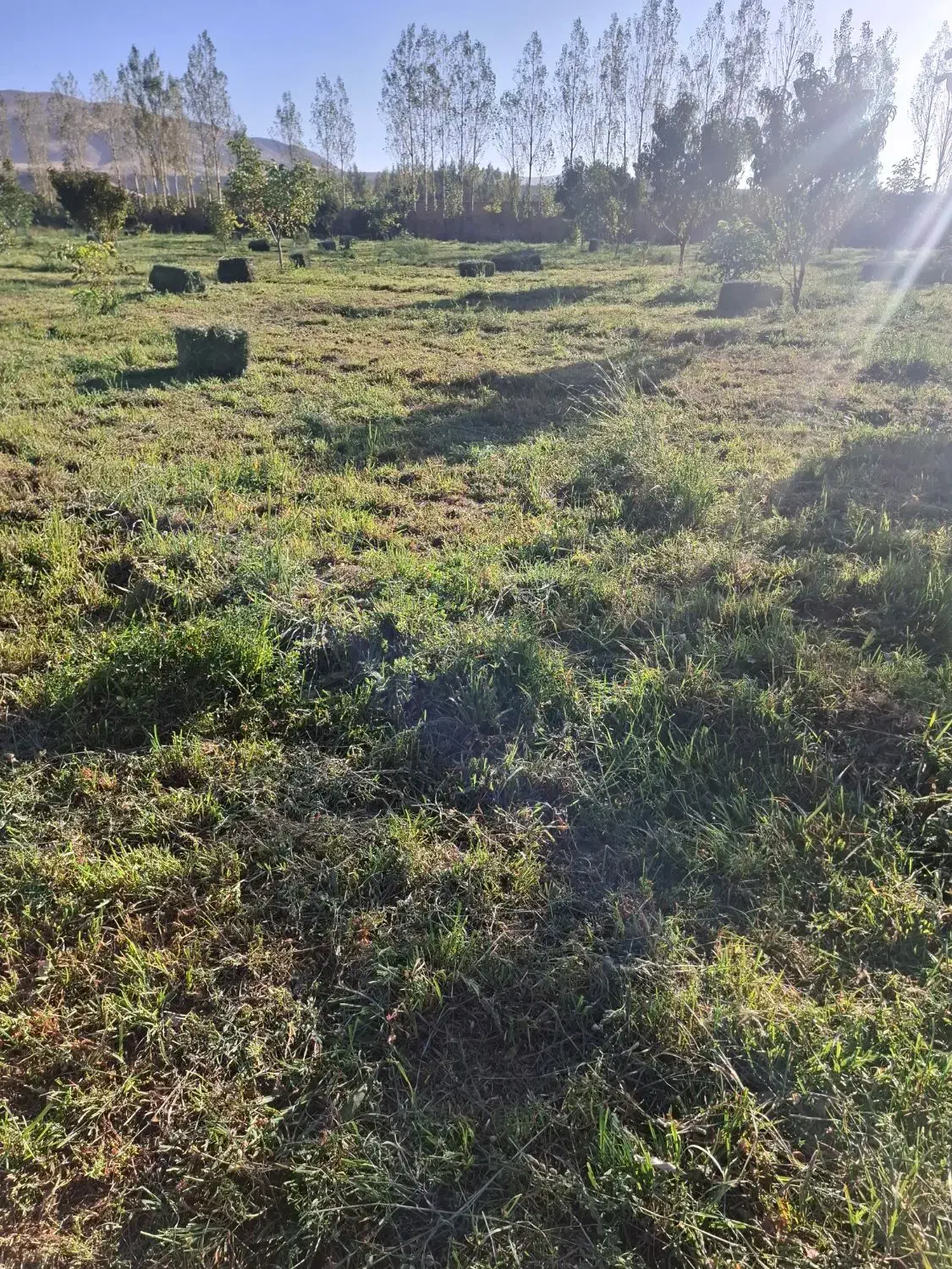 علوفه بسته بندی|خدمات باغبانی و درختکاری|سراب, |دیوار