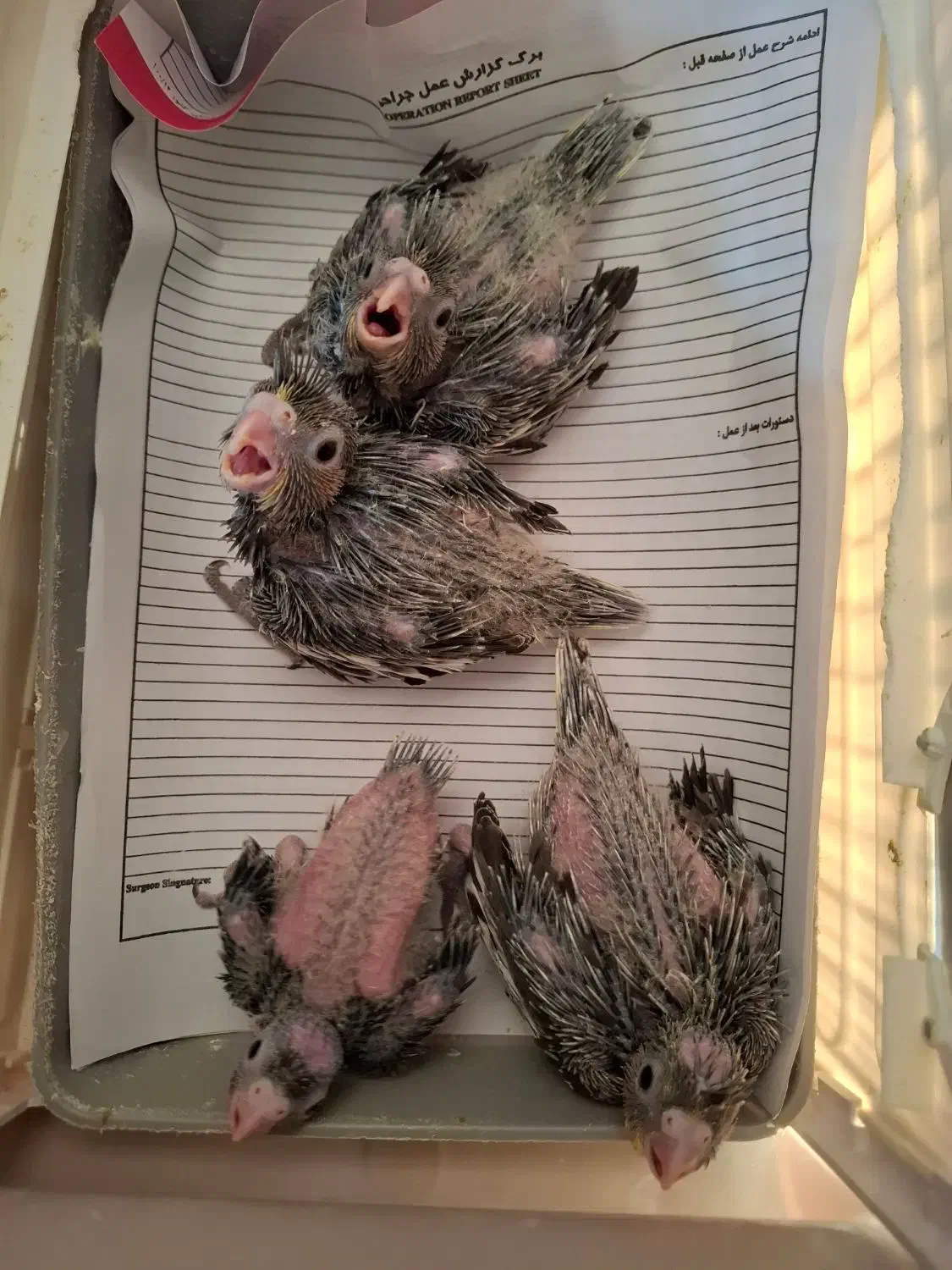 عروس هلندی|پرنده|صحنه, |دیوار