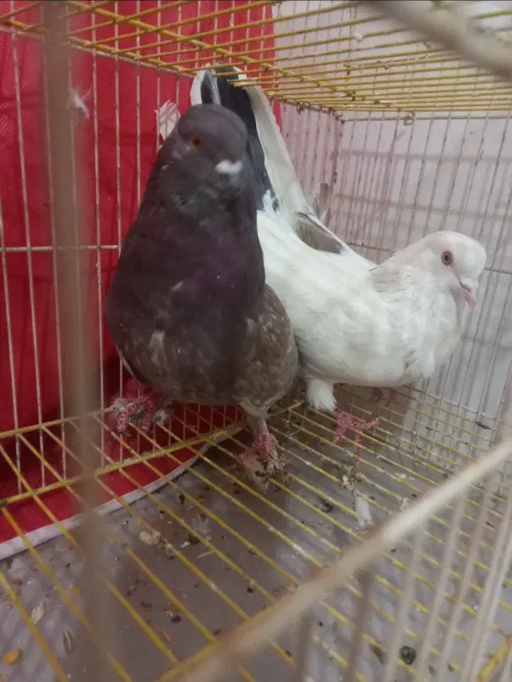 پرشی|گربه|یزد, |دیوار