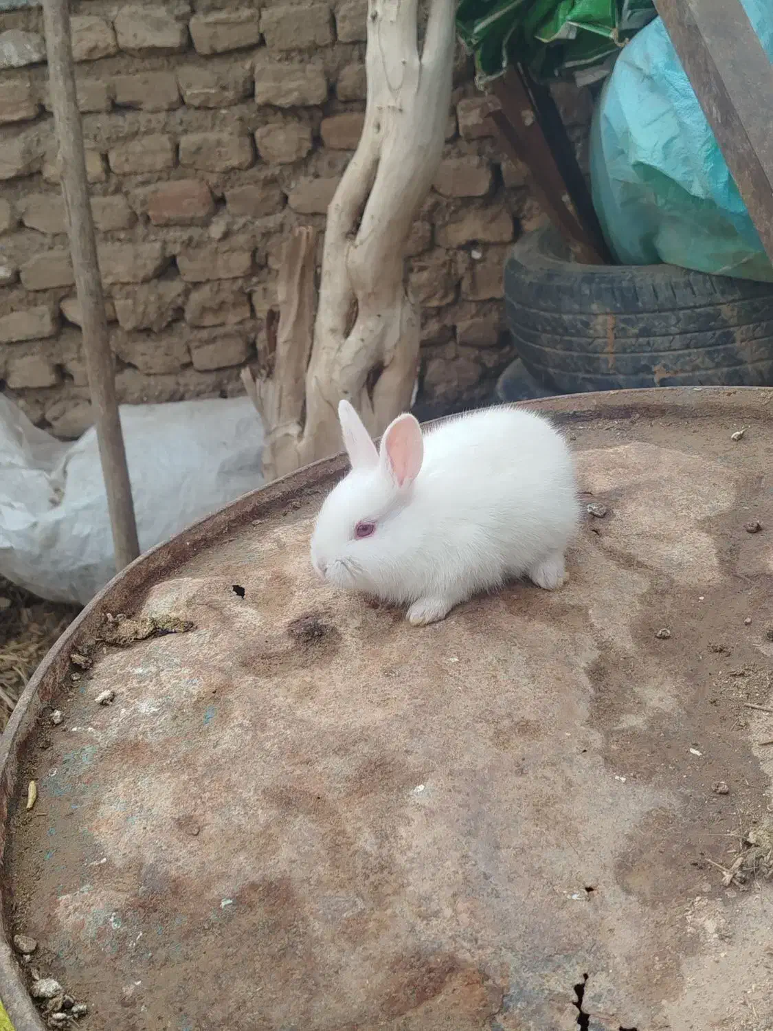 بچه خرگوش|موش و خرگوش|قائن, |دیوار