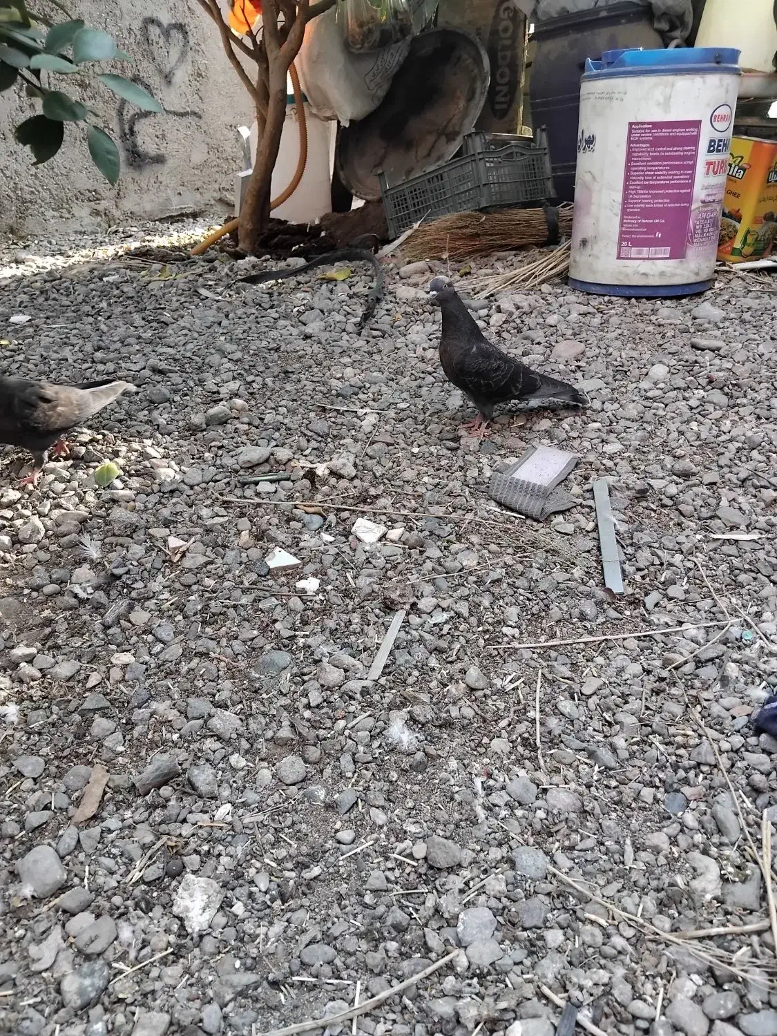 جوجه کاسک پرش سنگین|پرنده|جیرفت, |دیوار