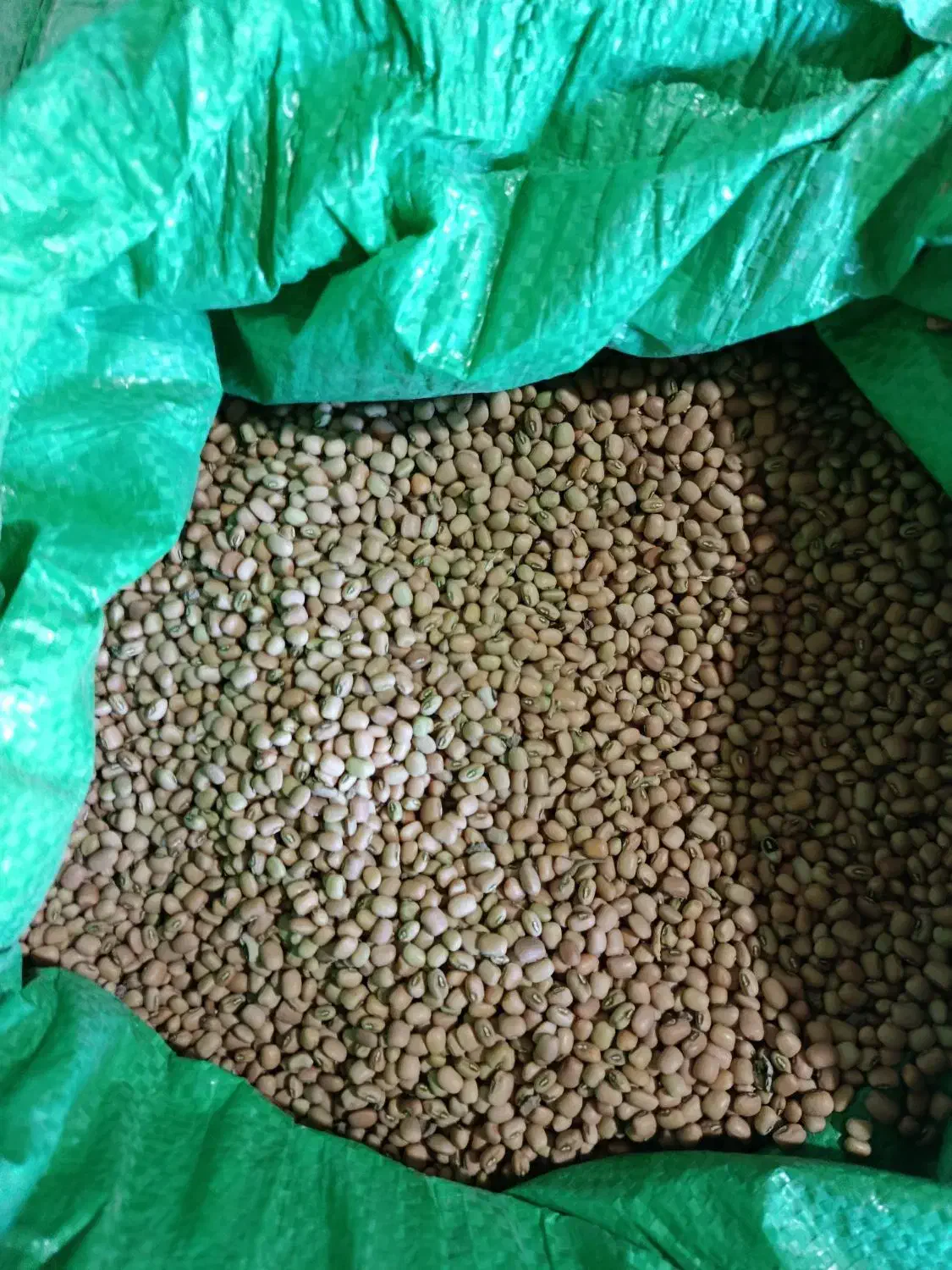 لوبیا|عمدهفروشی|بدره, |دیوار