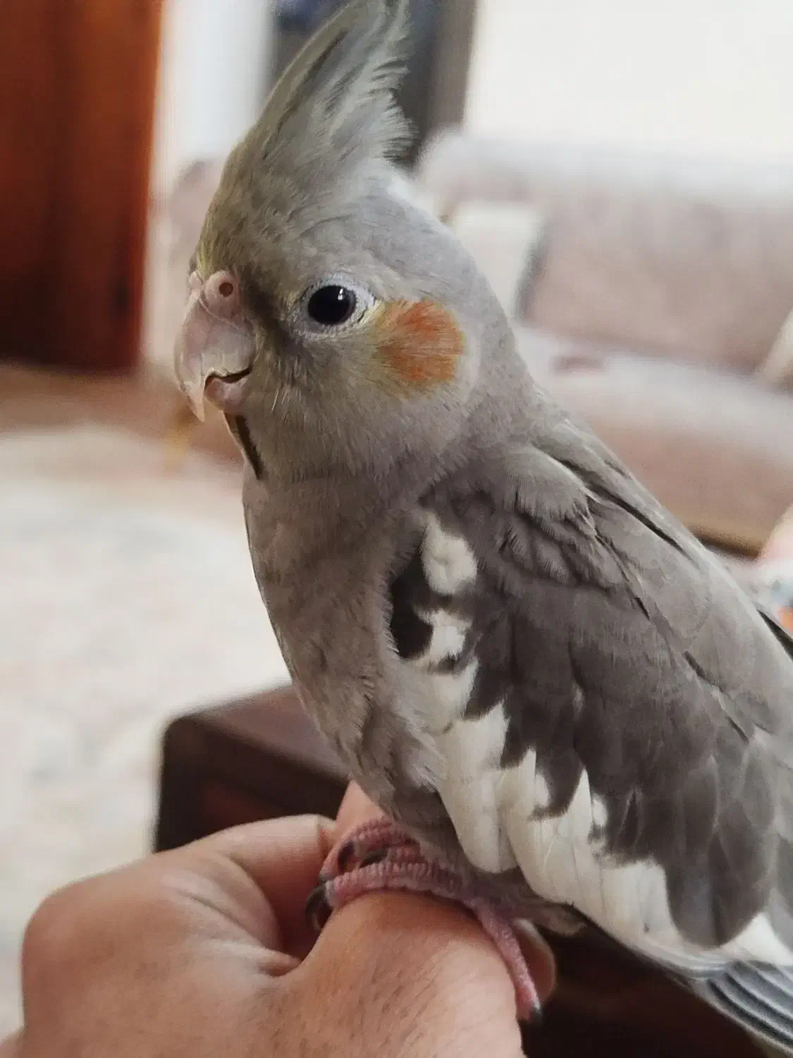 عروس هلندی پنج ماهه دست آموز|پرنده|لنگرود, |دیوار