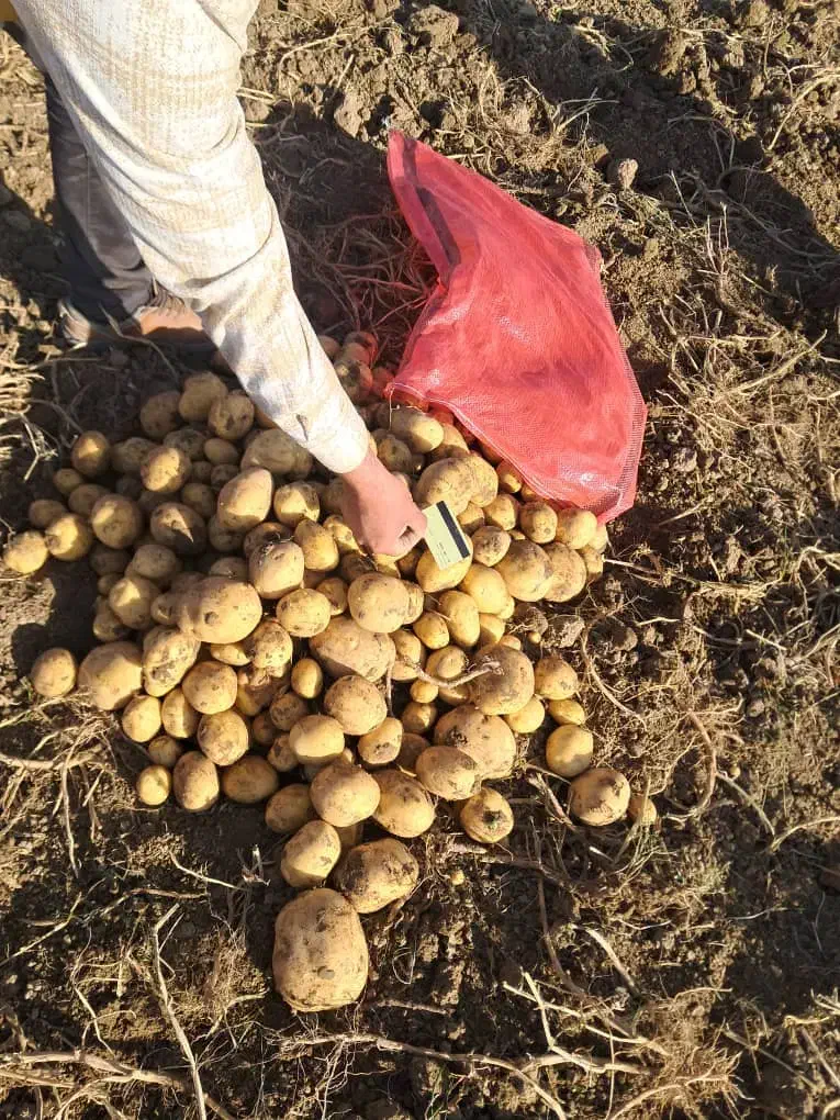 سیب زمینی کالریا مدل ۴۰۲|عمدهفروشی|شراء, |دیوار