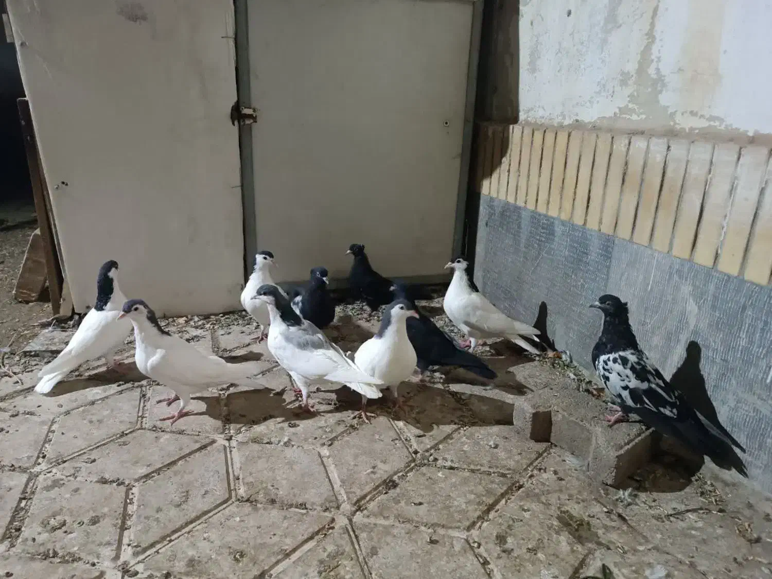 تعداد۱۰عددجوجه‌آماده‌ی‌جلدشدن|پرنده|چناران, |دیوار