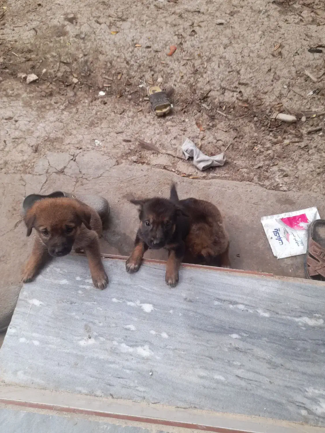 واگذاری توله ژرمن|سگ|ساری, |دیوار