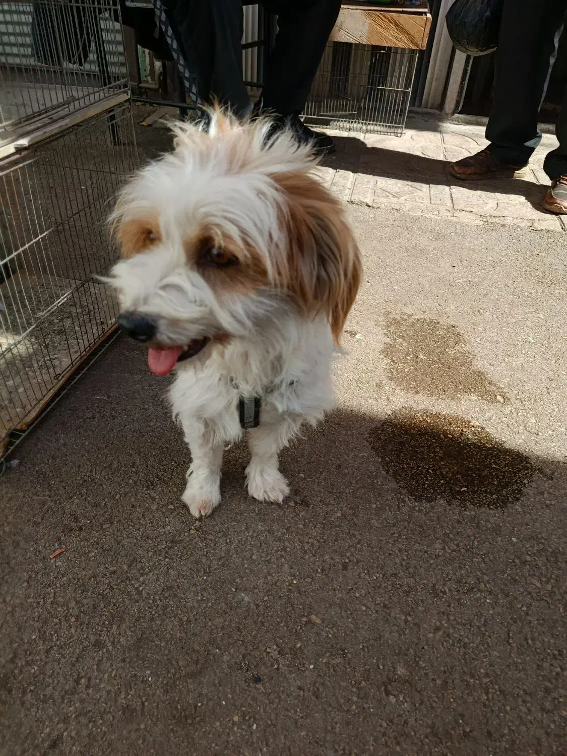 سگ پاکوتاه|سگ|اردبیل, |دیوار