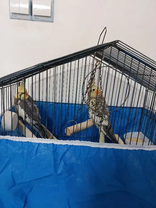 عروس هلندی|پرنده|رشت, گیل|دیوار