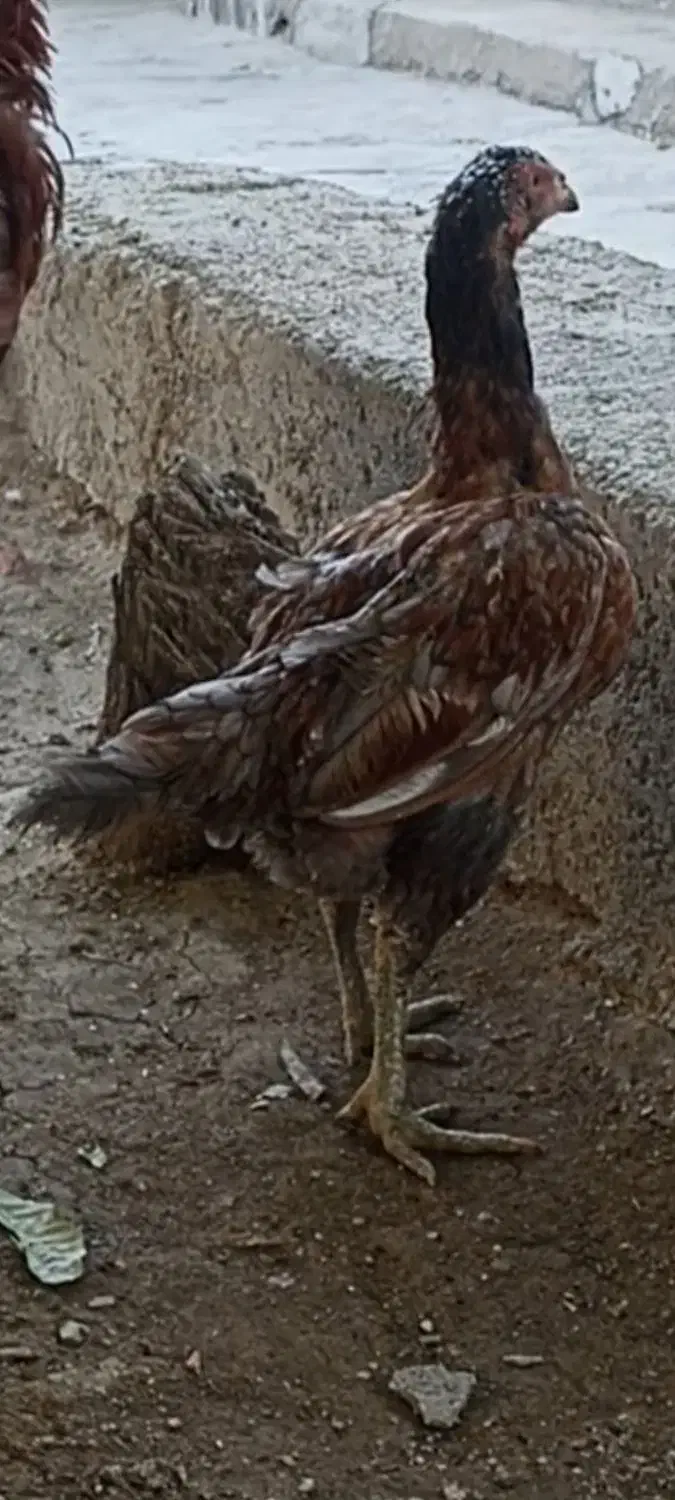 مرغ و جوجه لاری|حیوانات مزرعه|کبودرآهنگ, |دیوار