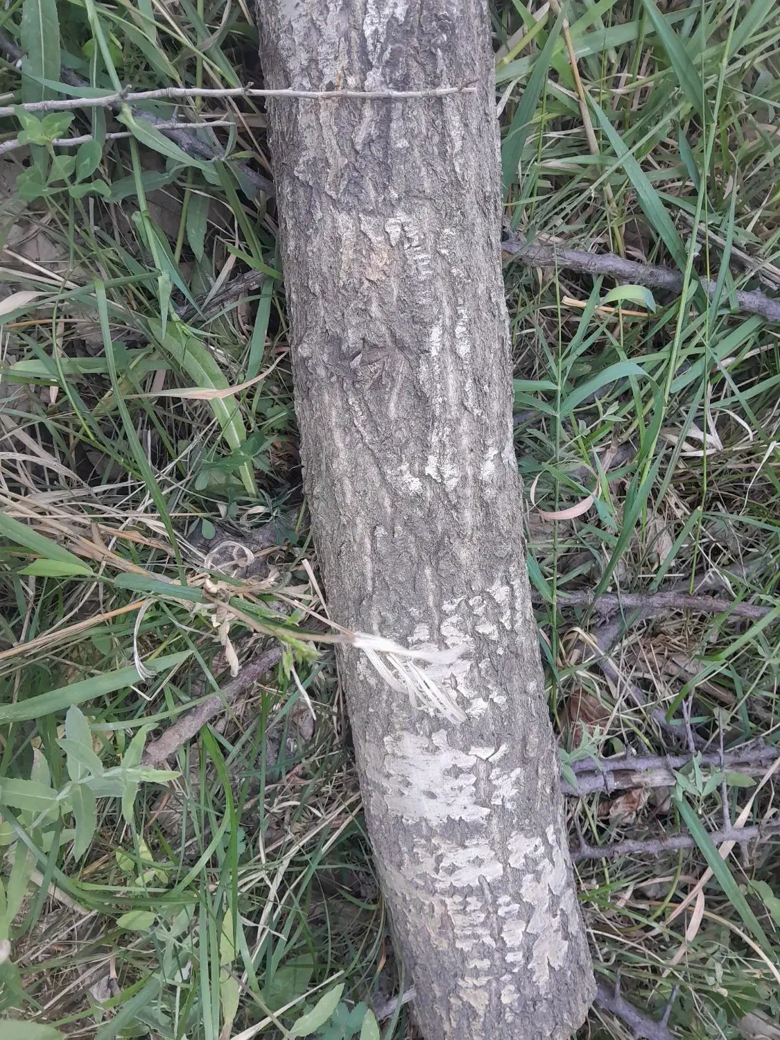 خرید انواع درخت وچوب و هرس|خدمات باغبانی و درختکاری|گلپایگان, |دیوار