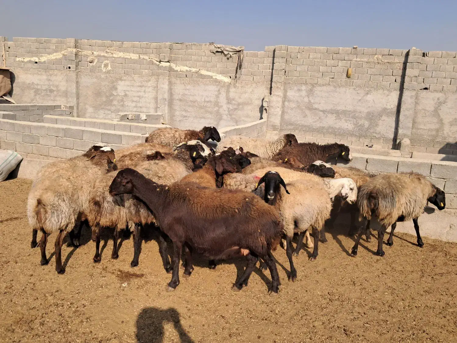 ۲۶ راس میش افشاری جوان آبستن سنگین بره دار|حیوانات مزرعه|شهریار, شهریار|دیوار