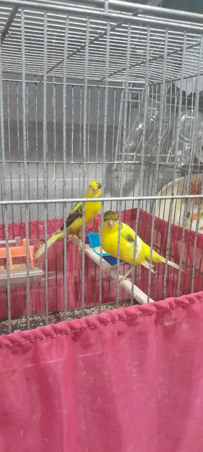 فروش یک جفت قناری نر و ماده|پرنده|کیش, |دیوار