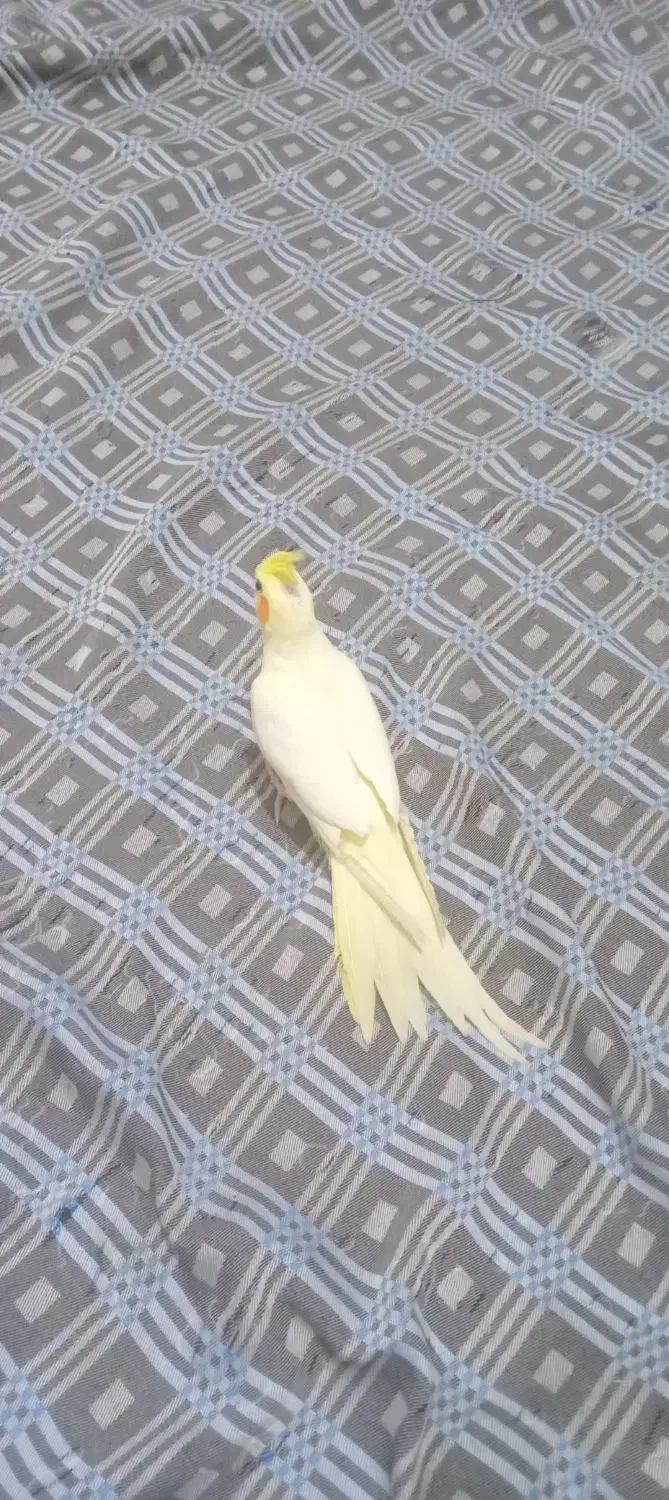 عروس هلندی لوتینو ماده|پرنده|کهریزک, |دیوار