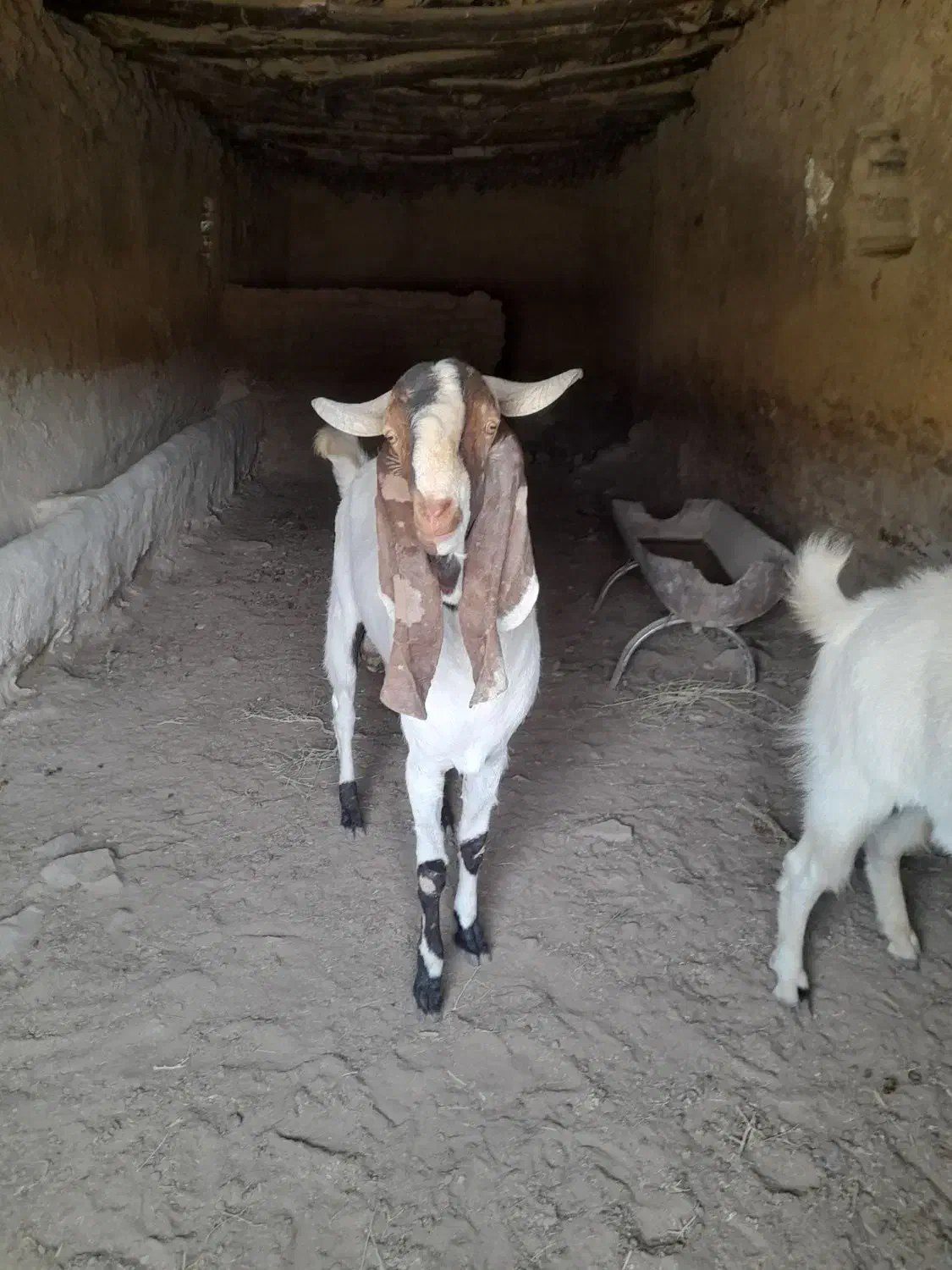 نر بز امریکایی|حیوانات مزرعه|طرقبه, |دیوار