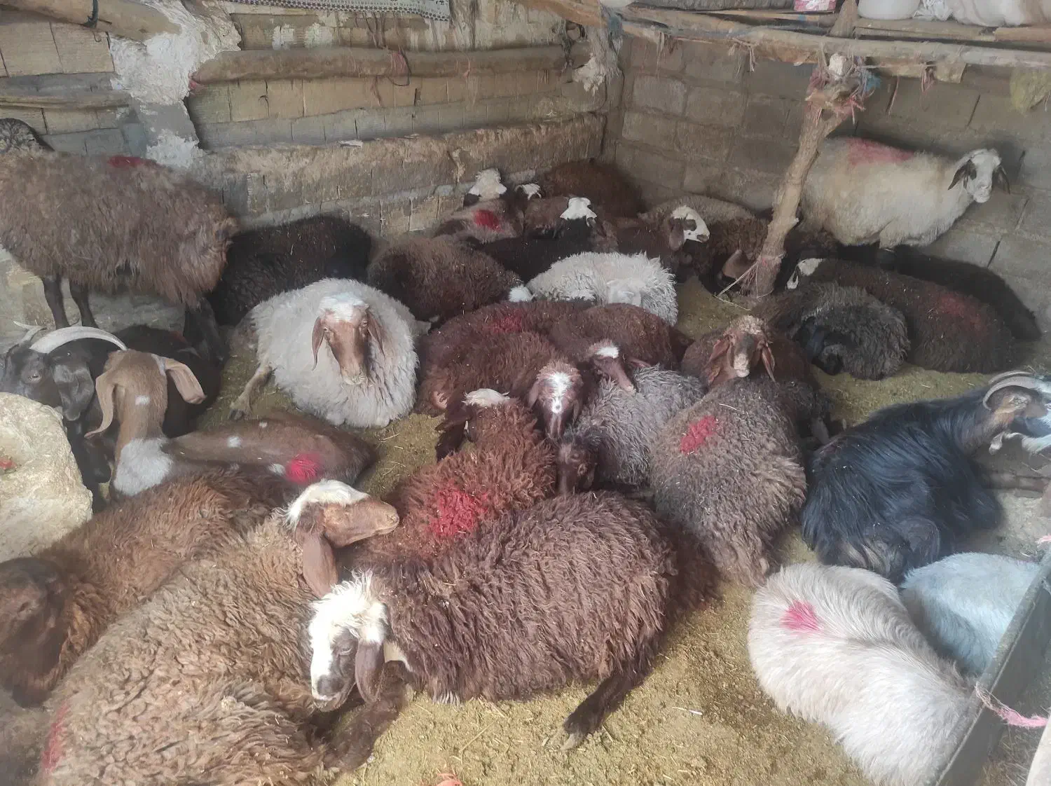 سلام بره شیری|حیوانات مزرعه|کوهدشت, |دیوار