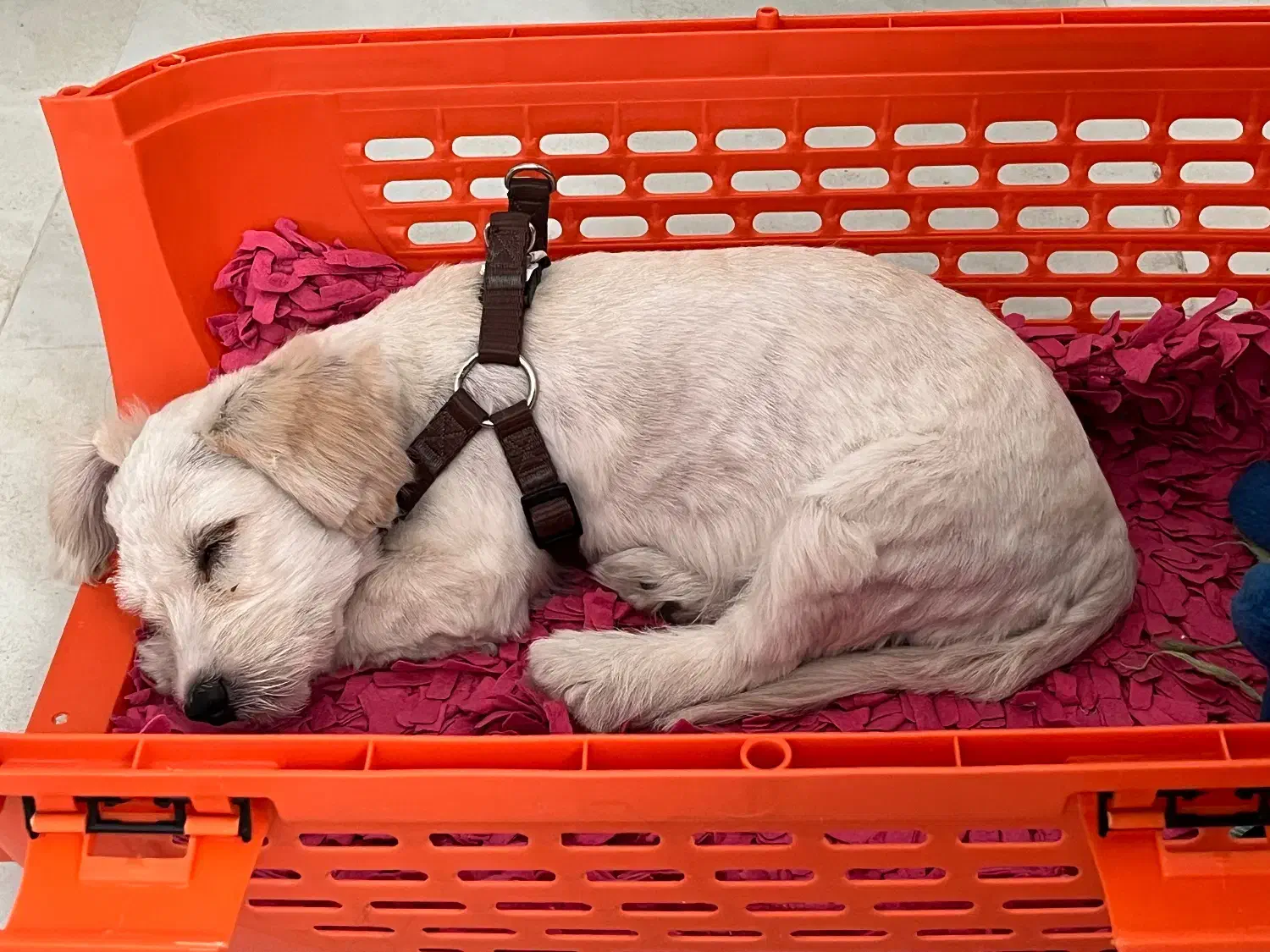 سگ کاتن|سگ|برخوار, |دیوار