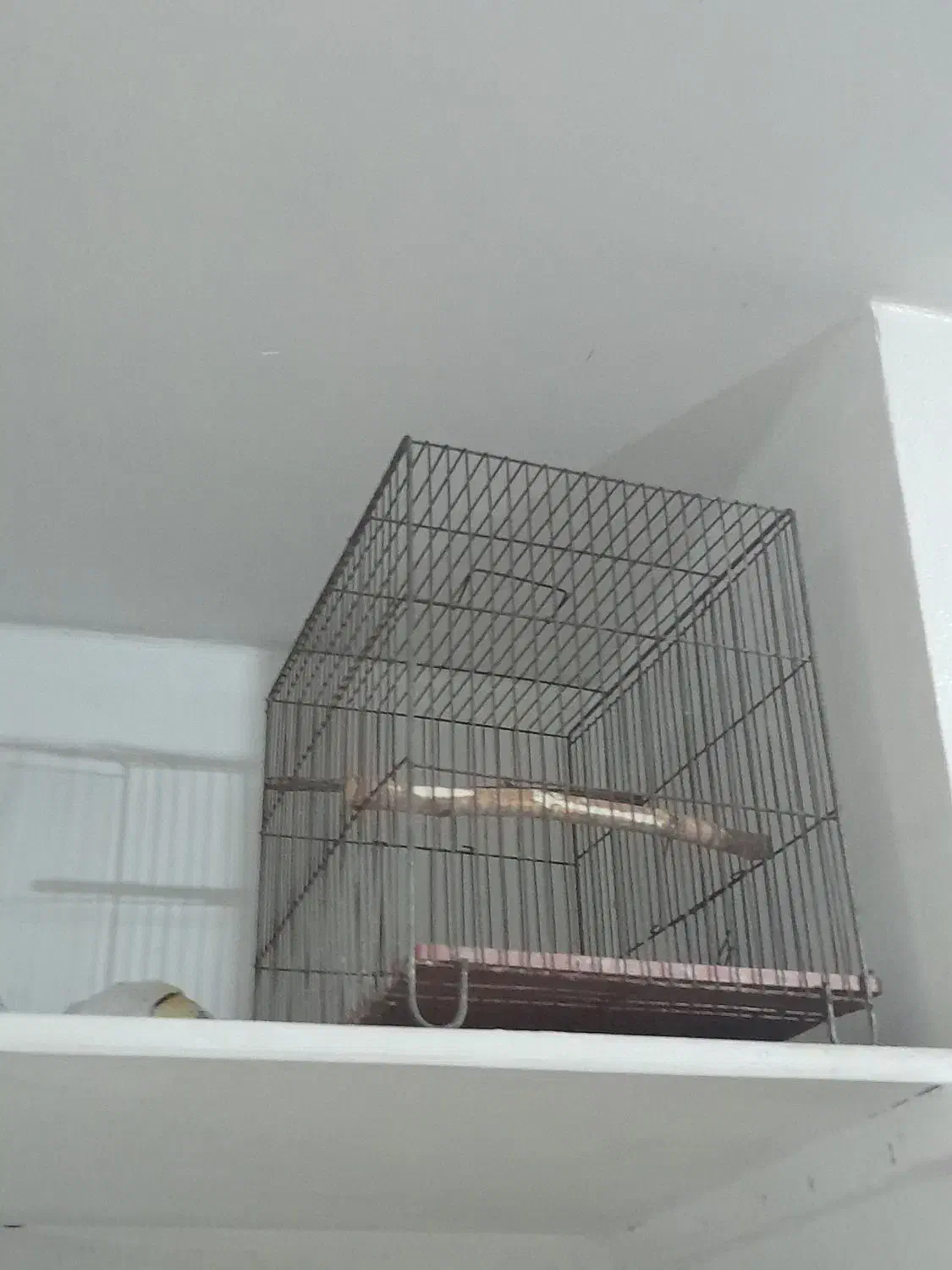 دوعدد قفس با لوازم|لوازم جانبی حیوانات|شاهین‌شهر, شهرک گلدیس|دیوار
