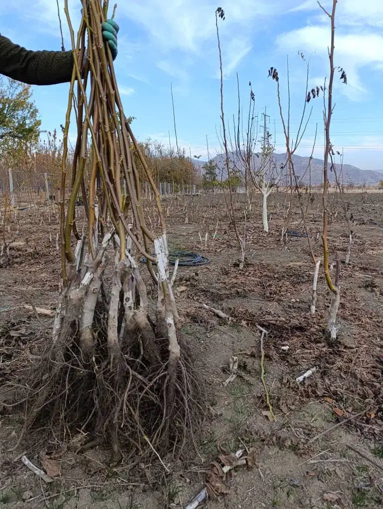 نهال گردو پیوندی چندلر و فرنور|خدمات باغبانی و درختکاری|مریوان, |دیوار