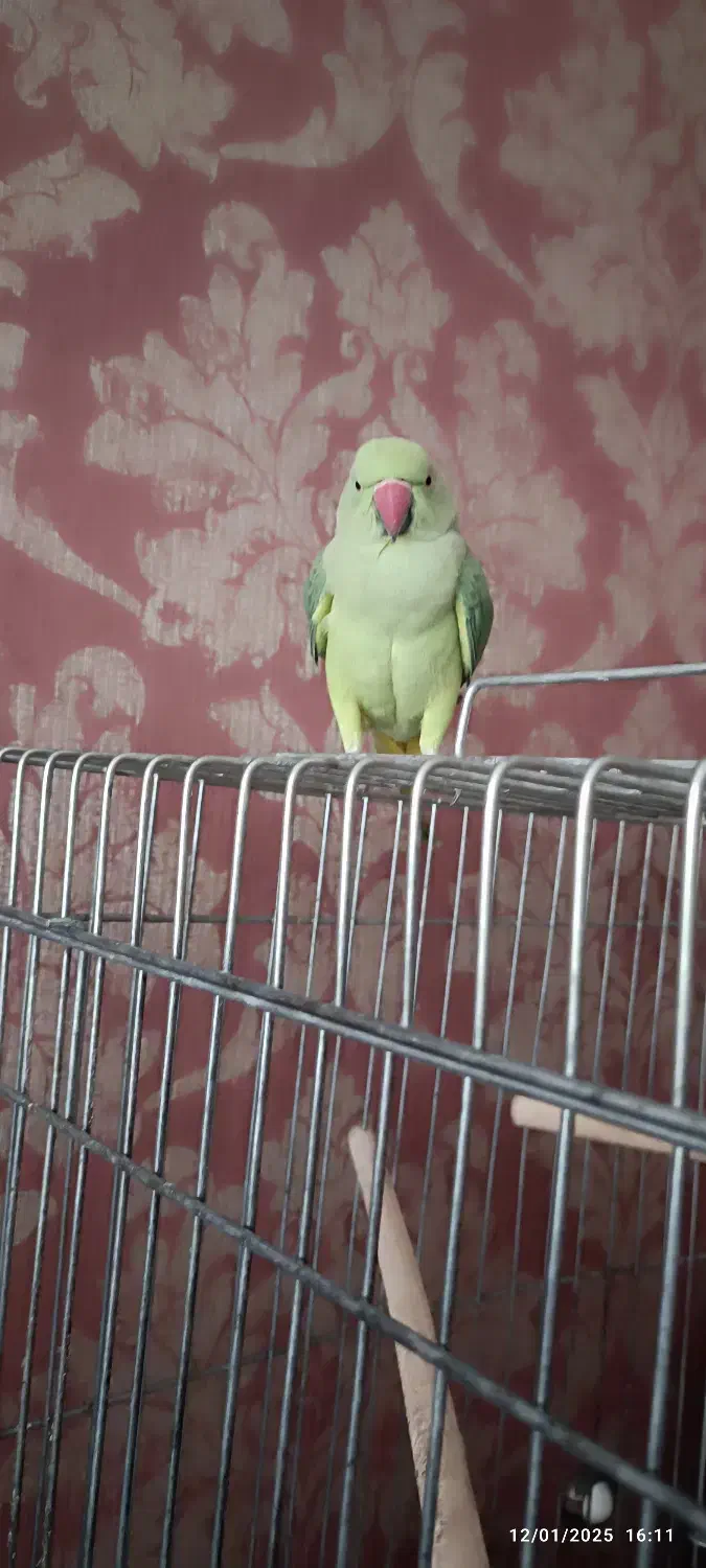 ملنگو ماده|پرنده|شیراز, لاله|دیوار