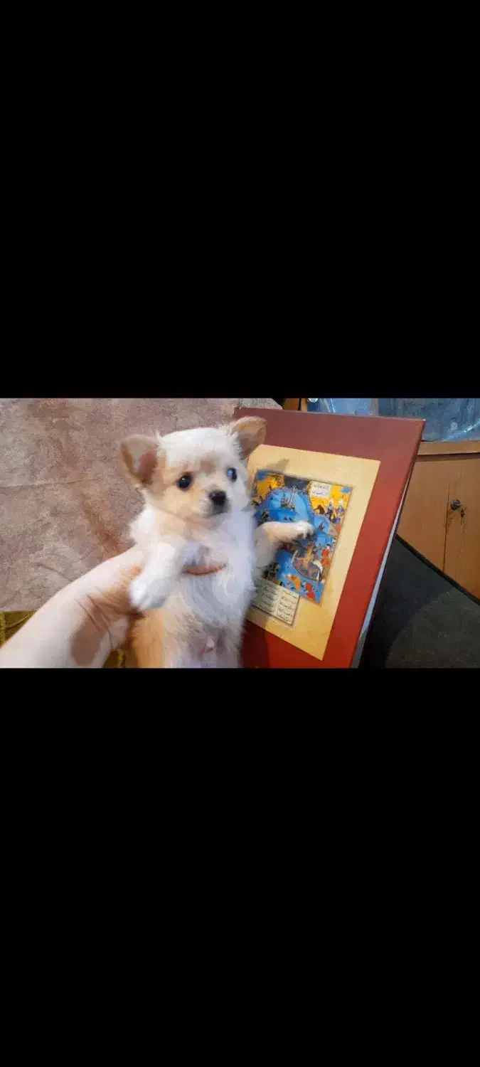 chihuahua شیواوا چیواوا جیبی فنجونی شیهواهوا شی و|سگ|لواسان, |دیوار