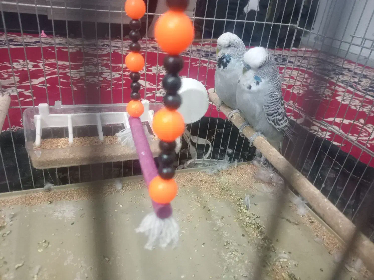 مرغ عشق انگلیسی|پرنده|یزد, |دیوار