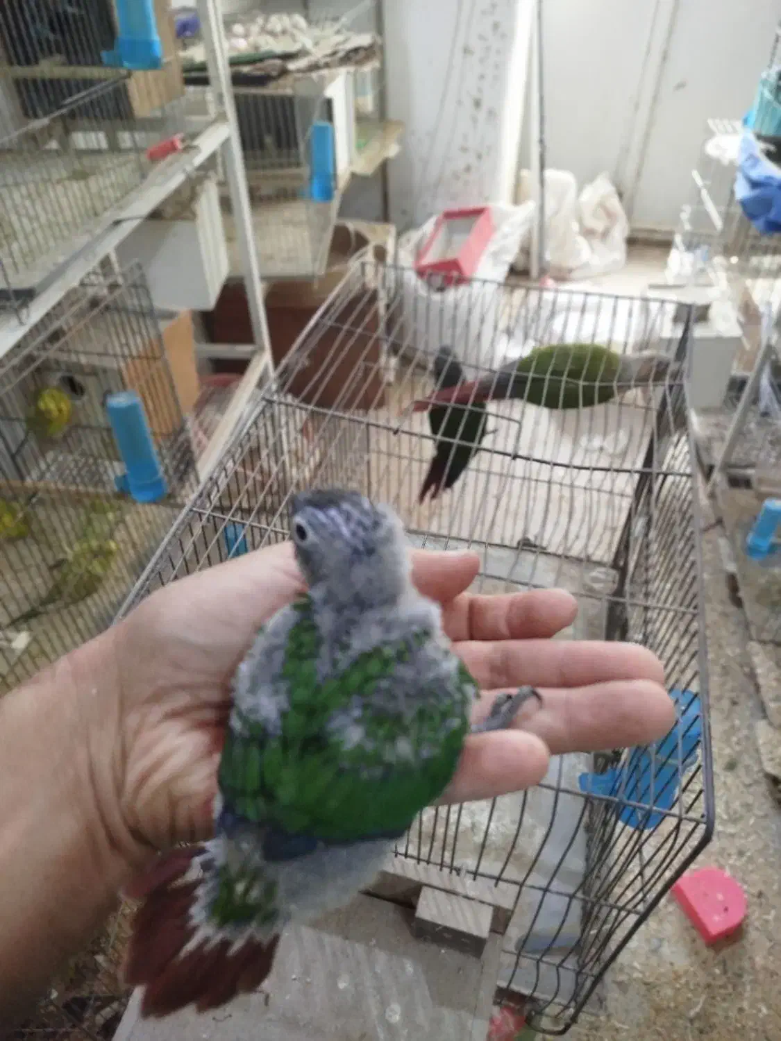 تعدادی پرنده خونگی|پرنده|جیرفت, |دیوار