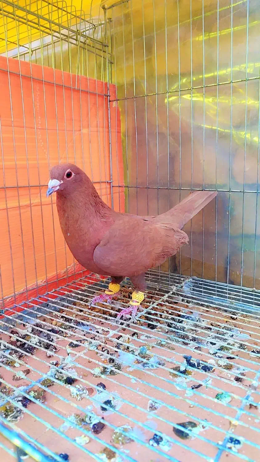 3عدد خال و سرخ و زرد کرمونی|پرنده|مشهد, هفده شهریور|دیوار