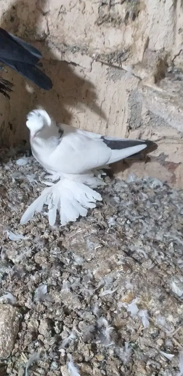 بوینی گولی پاپر فیلی مایا معاوضه با هروس|پرنده|خسروشاه, |دیوار