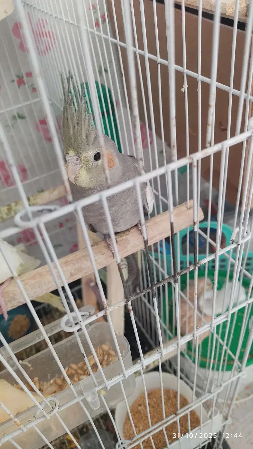 عروس هلندی لوتینو ۳ ماهه|پرنده|تهران, حکیمیه|دیوار