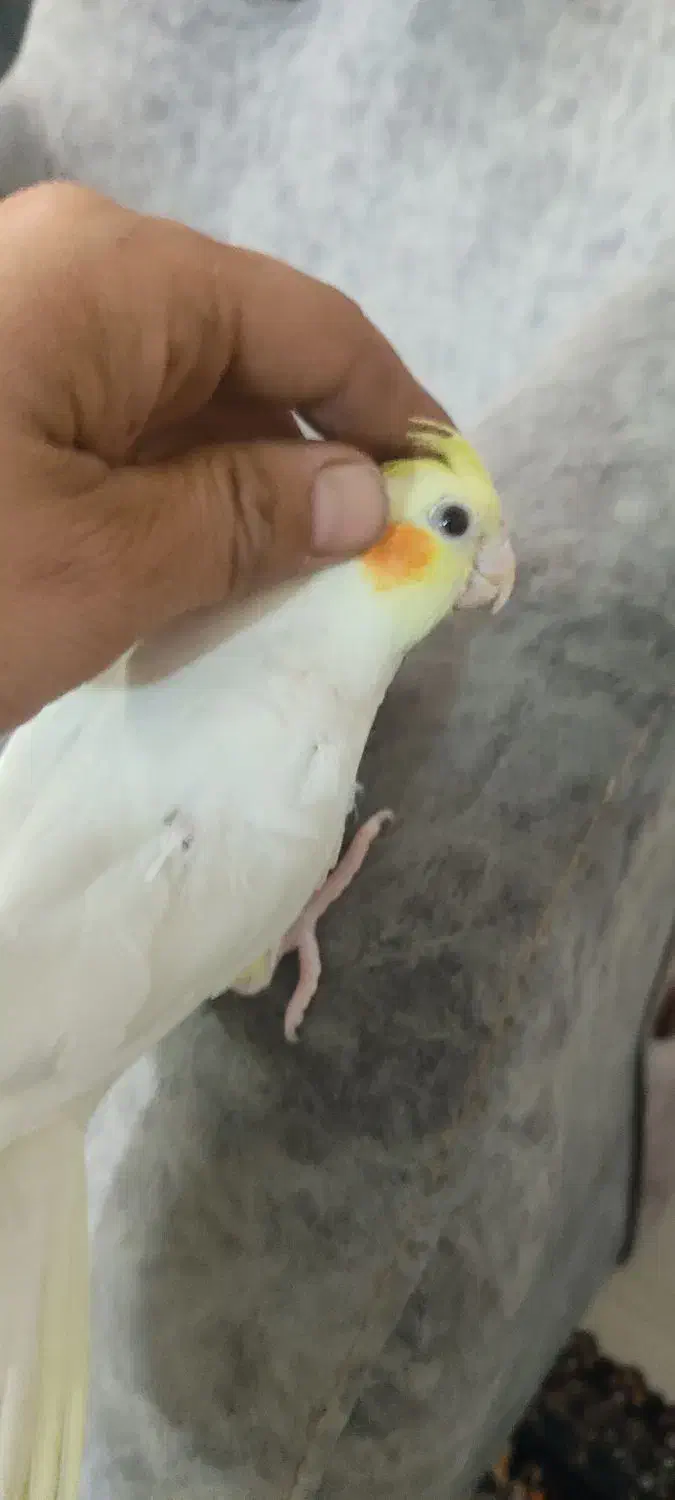 عروس هلندی طوطی دان خور|پرنده|کرمانشاه, |دیوار