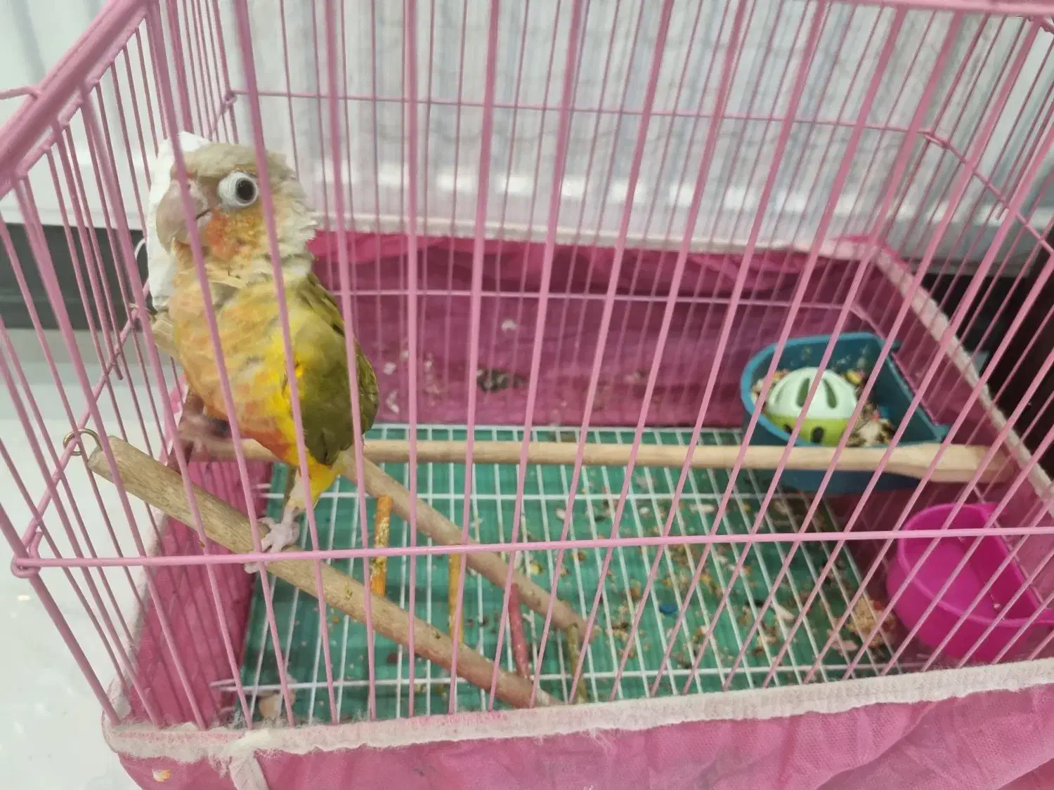 گرینچیک|پرنده|ابریشم, |دیوار