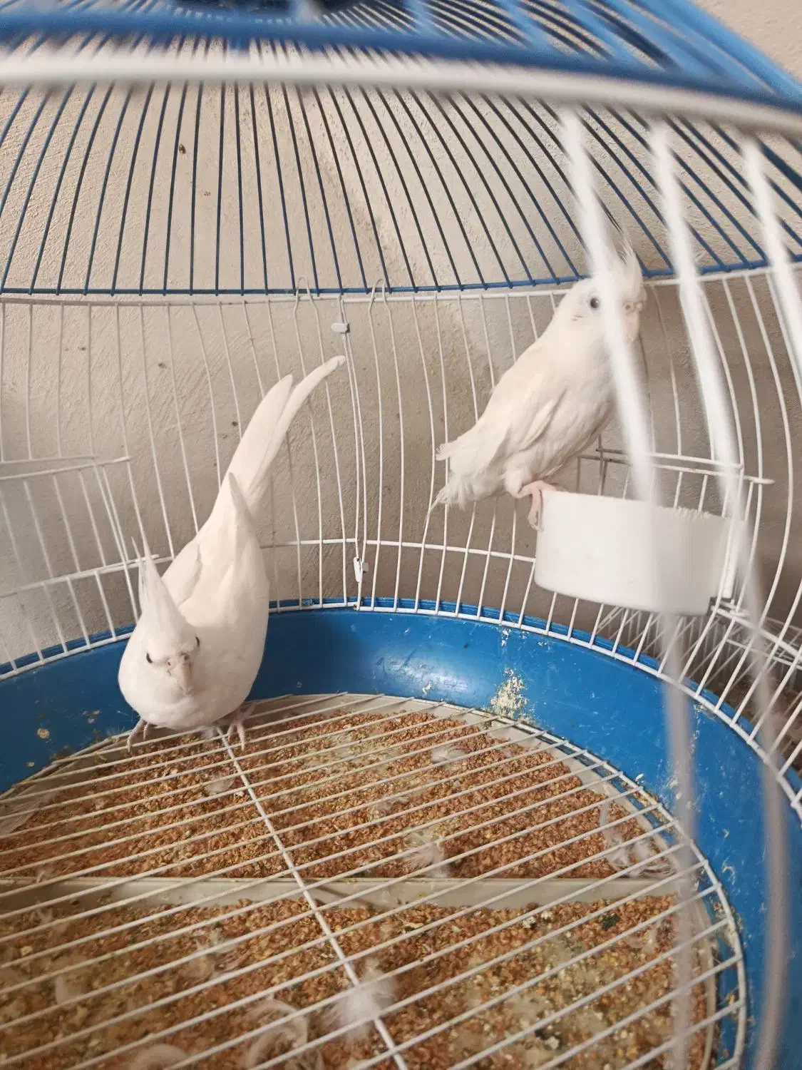 عروس هلندی البینو|پرنده|خورموج, |دیوار