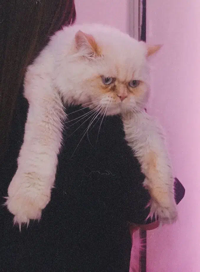 گربه پرشین هیمالیا|گربه|اصفهان, ملک‌شهر|دیوار