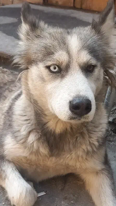 حامی|سگ|تهران, تسلیحات|دیوار