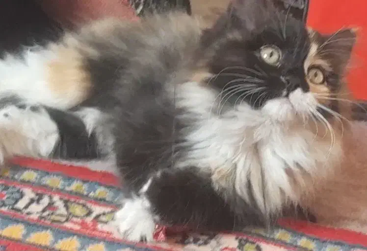 واگذاری گربه|گربه|پردیس, فاز ۴|دیوار