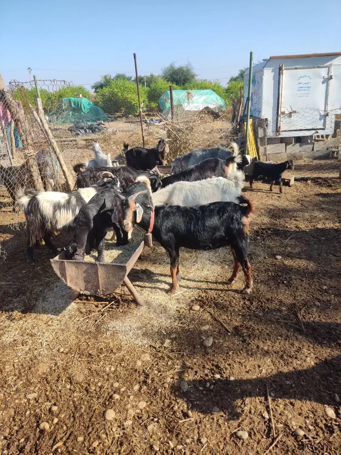 بز داشتی|حیوانات مزرعه|بهبهان, |دیوار