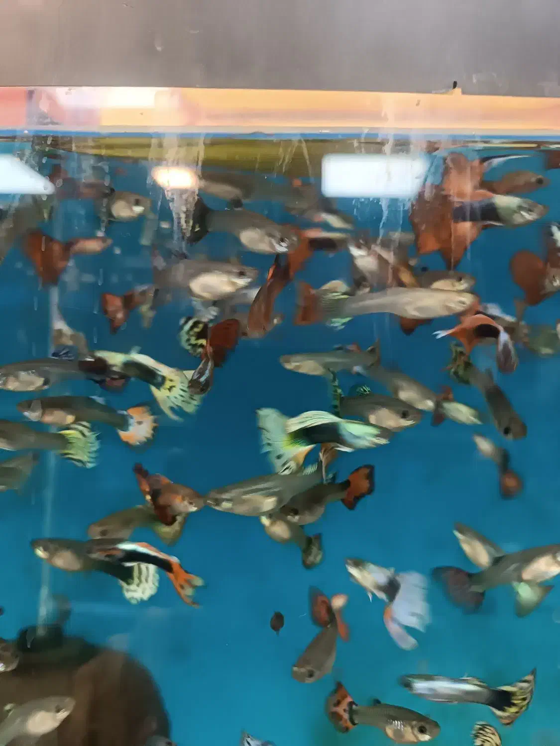 گوپی کوپی فکوری72|ماهی|مشهد, سرافرازان|دیوار