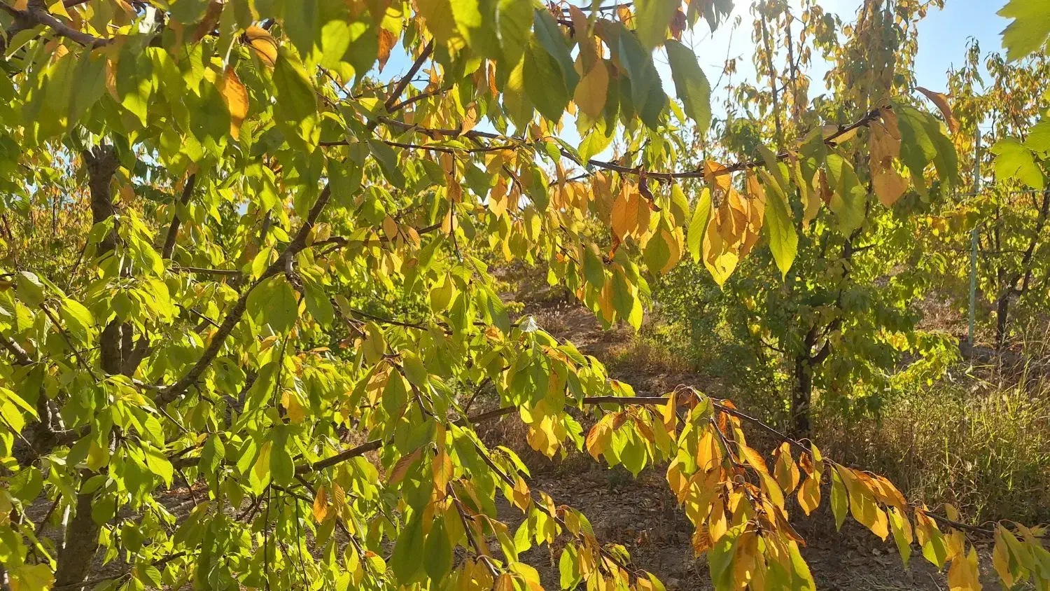 باغ ۴۷۵ متری امامیه|فروش دفتر صنعتی، کشاورزی، تجاری|شهرکرد, |دیوار