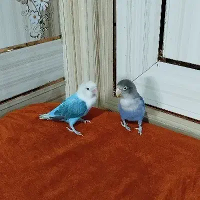 طوطی کتوله برزیلی رام یک جفت|پرنده|ایرانشهر, |دیوار