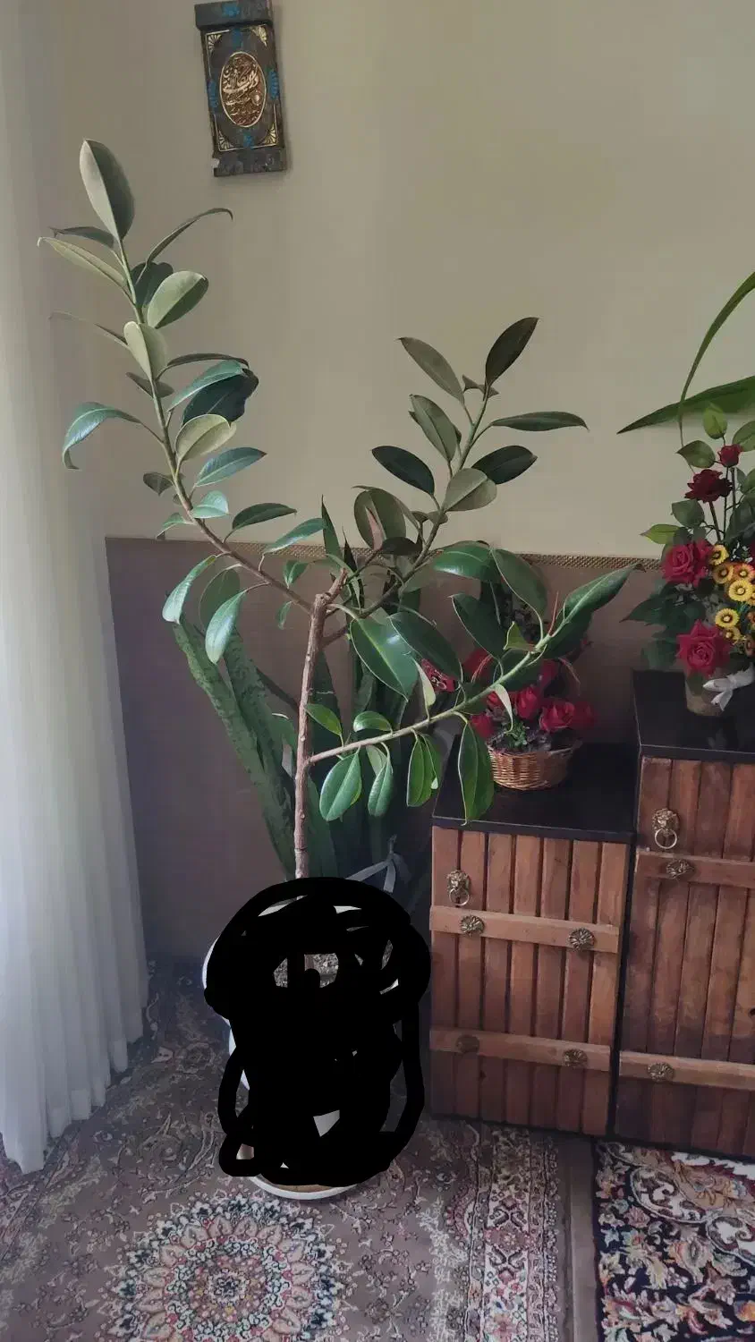 گل طبیعی|گل و گیاه طبیعی|کازرون, |دیوار