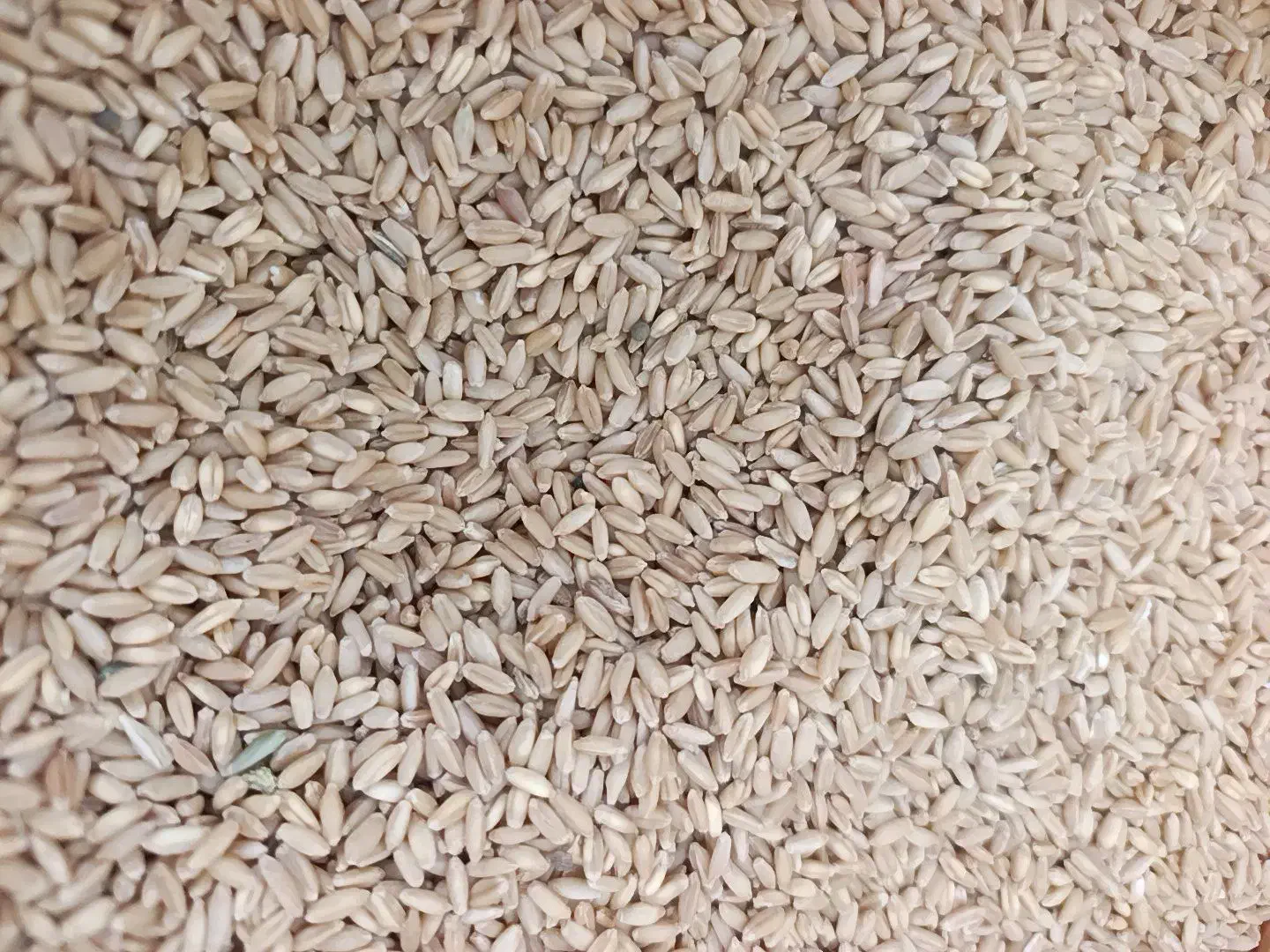 گندوم دیم  پرنده کفتر|پرنده|قم, شهرک امام حسن|دیوار