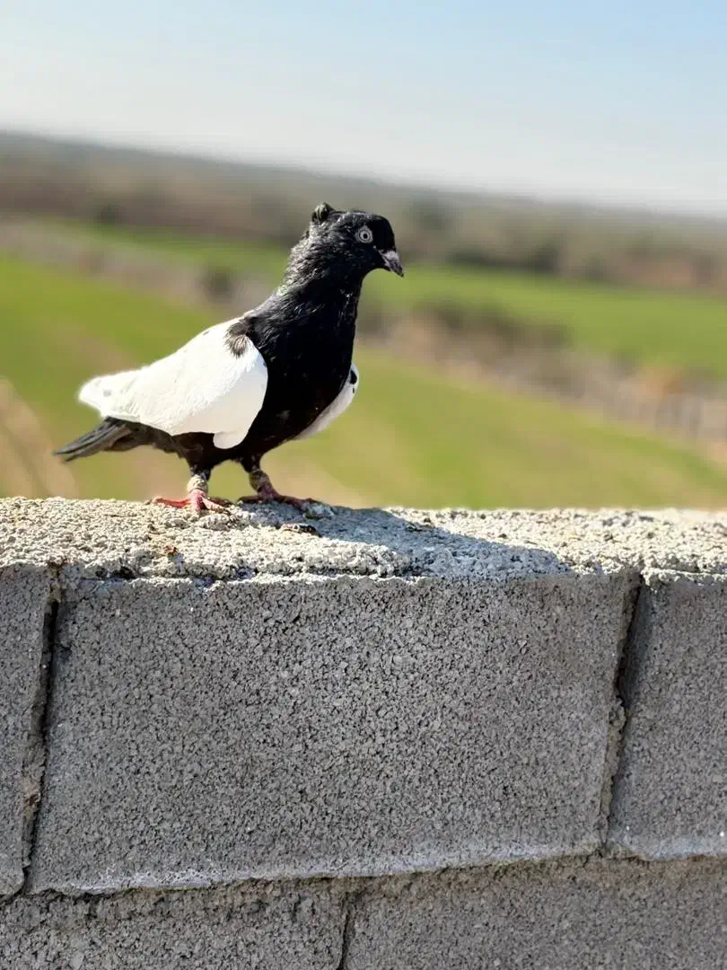 سه عدد کبوتر رنگی|پرنده|کرخه, |دیوار