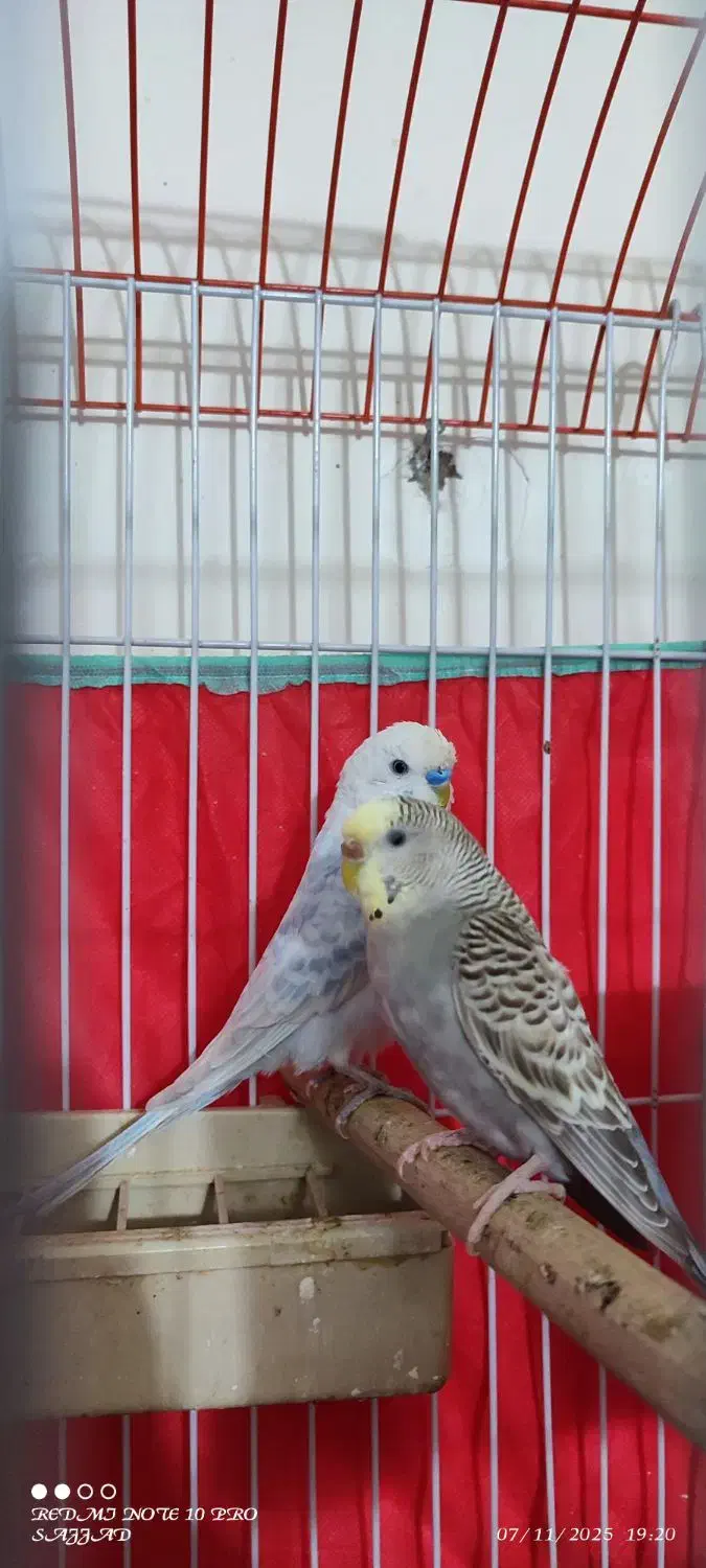 مرغ عشق خوش رنگ|پرنده|طبس, |دیوار