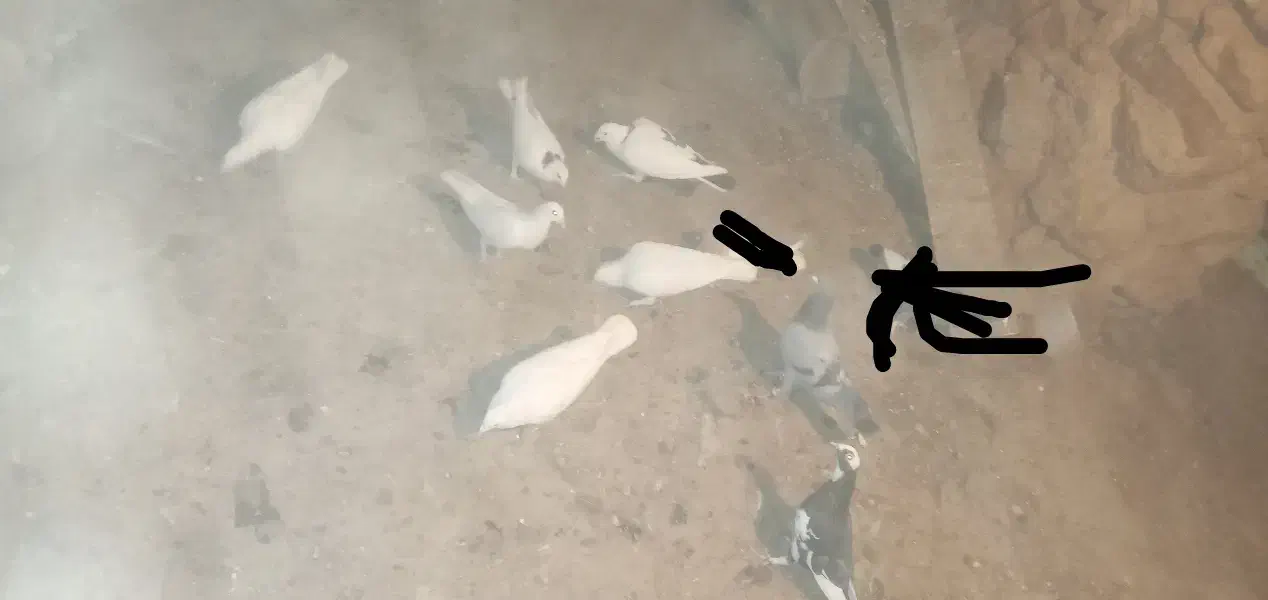 کبوتر|پرنده|دشمن زیاری, |دیوار