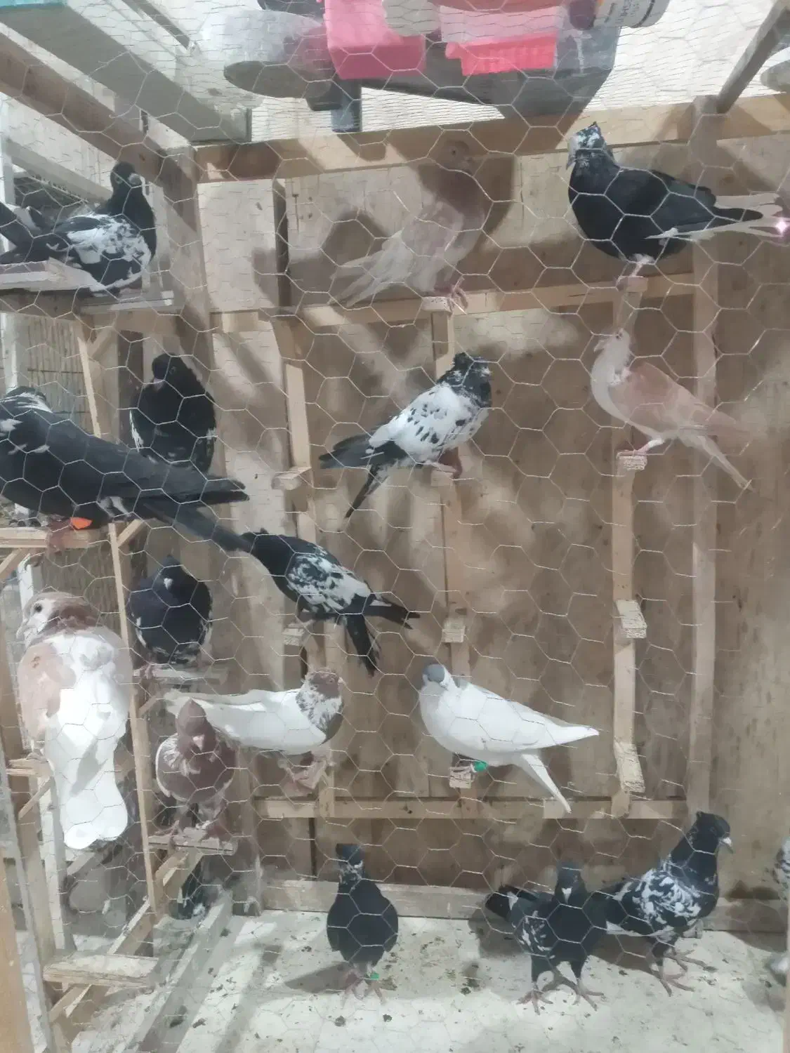 پت شاپ‌دکتر دان ،چخ کفتره رنگی و قلدور پرشی|پرنده|مشهد, کشف|دیوار