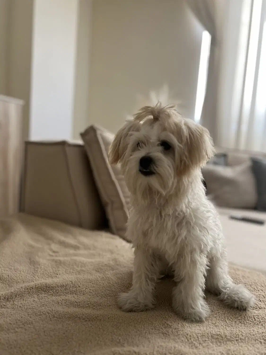 واگذاری سگ|سگ|نسیمشهر, |دیوار