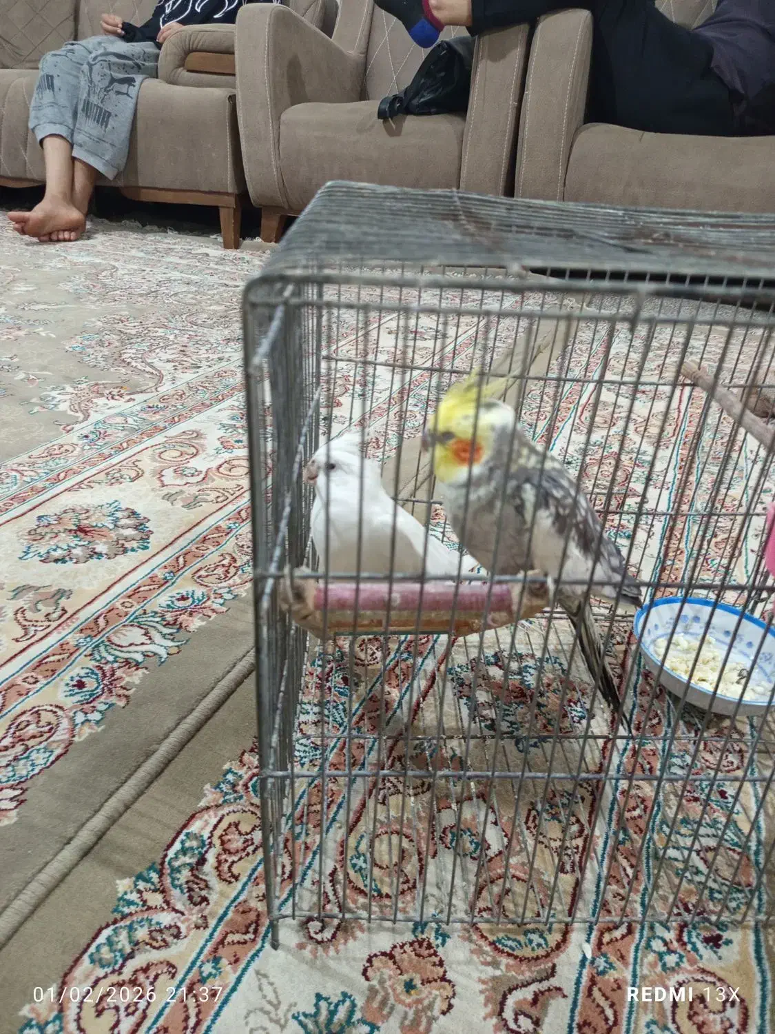 عروس هلندی|پرنده|بندرعباس, |دیوار