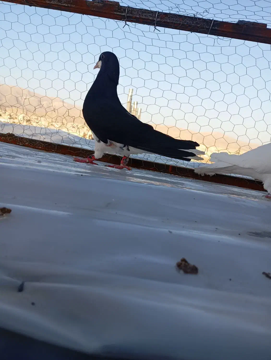 خوشرنگ سیاه نر|پرنده|شیراز, کوشک میدان|دیوار