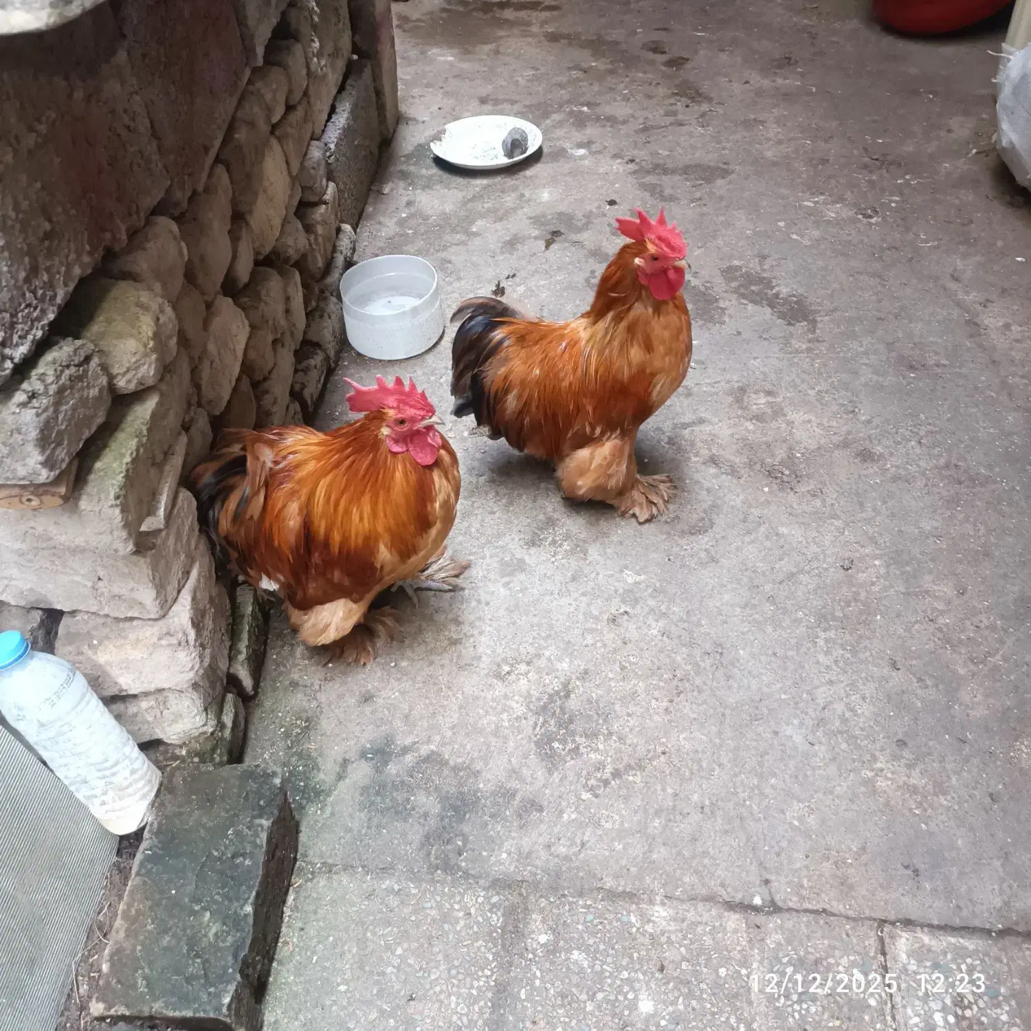 خروس کوشین|حیوانات مزرعه|رشت, سلیمانداراب|دیوار