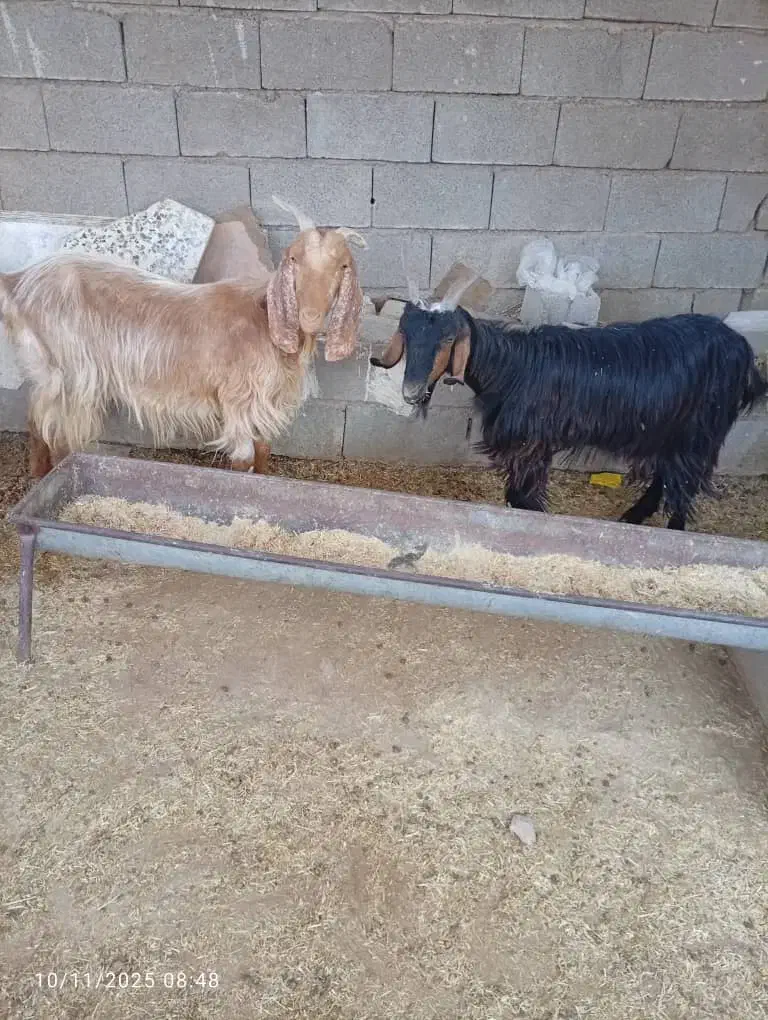 سه عدد بز|حیوانات مزرعه|مسجد سلیمان, |دیوار